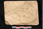 Foto (Detailansicht) von Rhamnus frangula L. (NHMW-GEO-2024-0188-11624)